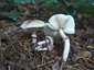 Lilás őzlábgomba (Lepiota lilacea), Budapest